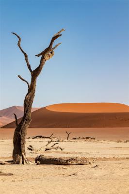 2024 Namibia (100)