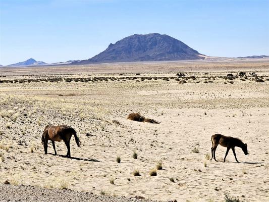 2024 Namibia (11)