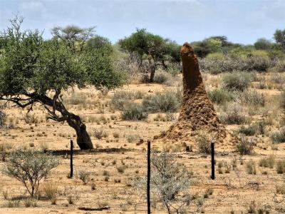 2024 Namibia (56)
