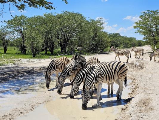 2024 Namibia (68)
