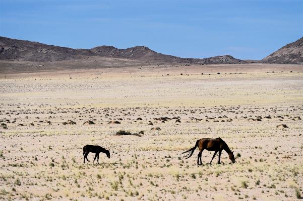 2024 Namibia (83)
