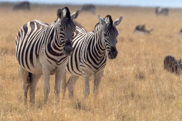 2024 Namibia (99)